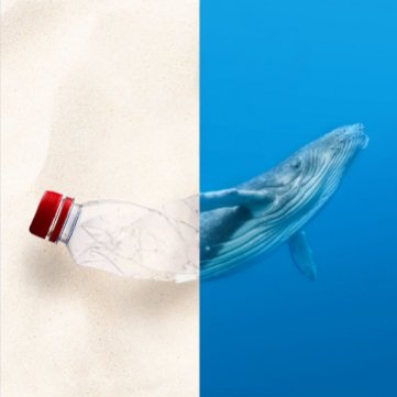 Bottle and Whale